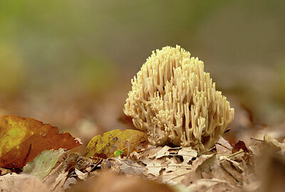 BUITEN BEELD Foto: 443517