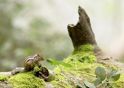 BUITEN BEELD Foto: 443527