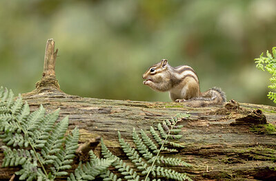 BUITEN BEELD Foto: 443528