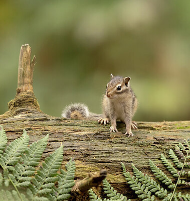 BUITEN BEELD Foto: 443533