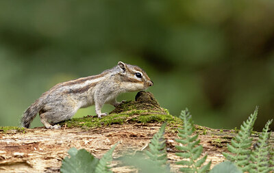 BUITEN BEELD Foto: 443534