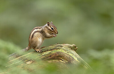 BUITEN BEELD Foto: 443535