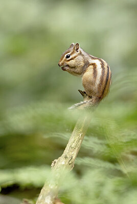 BUITEN BEELD Foto: 443537