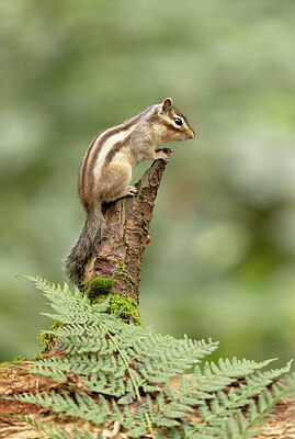 BUITEN BEELD Foto: 443538