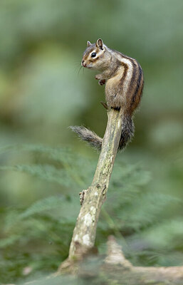 BUITEN BEELD Foto: 443540