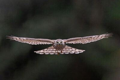 BUITEN BEELD Foto: 443554