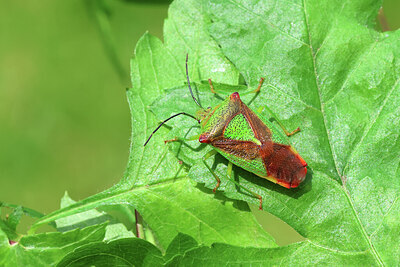 BUITEN BEELD Foto: 443556