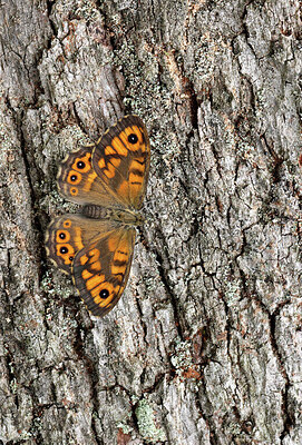 BUITEN BEELD Foto: 443566