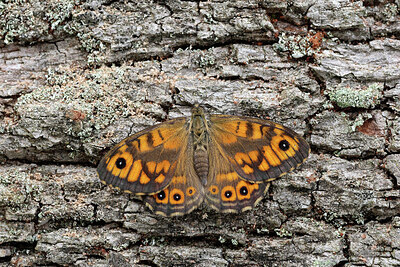 BUITEN BEELD Foto: 443567