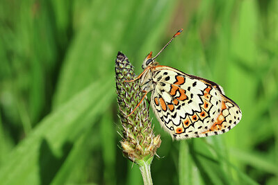 BUITEN BEELD Foto: 443568
