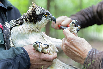 BUITEN BEELD Foto: 443571