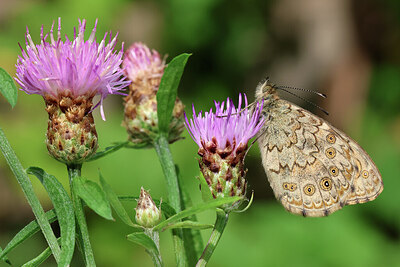 BUITEN BEELD Foto: 443575