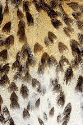 BUITEN BEELD Foto: 443578