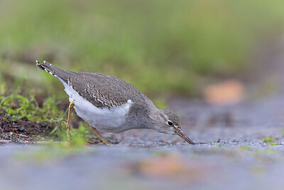 BUITEN BEELD Foto: 443585
