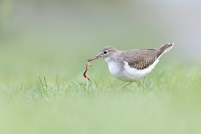 BUITEN BEELD Foto: 443586
