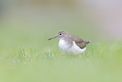 BUITEN BEELD Foto: 443587