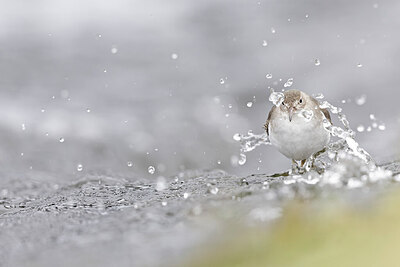 BUITEN BEELD Foto: 443589