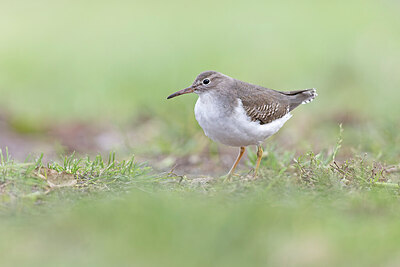 BUITEN BEELD Foto: 443590