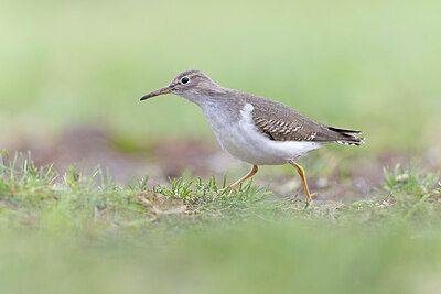 BUITEN BEELD Foto: 443591