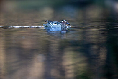 BUITEN BEELD Foto: 443597