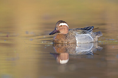 BUITEN BEELD Foto: 443598