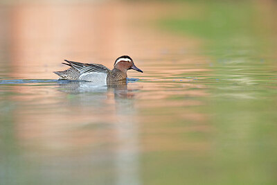 BUITEN BEELD Foto: 443599