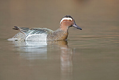BUITEN BEELD Foto: 443601