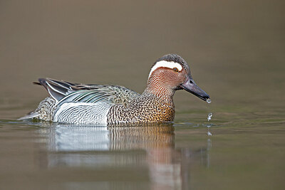 BUITEN BEELD Foto: 443603