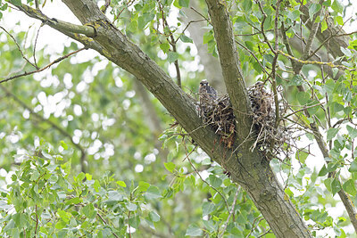 BUITEN BEELD Foto: 443608