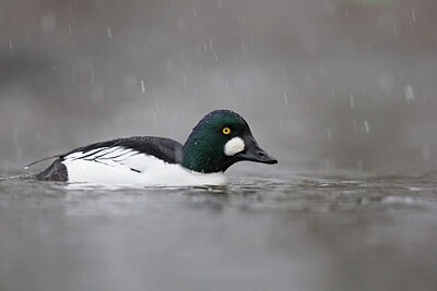 BUITEN BEELD Foto: 443611