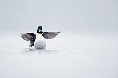 BUITEN BEELD Foto: 443613