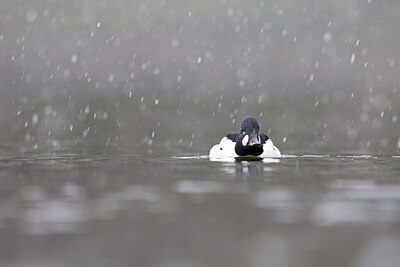 BUITEN BEELD Foto: 443614