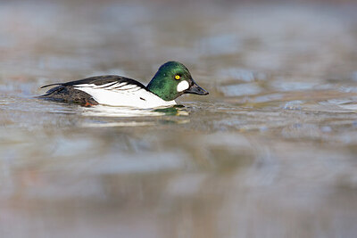 BUITEN BEELD Foto: 443619