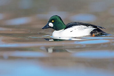 BUITEN BEELD Foto: 443620