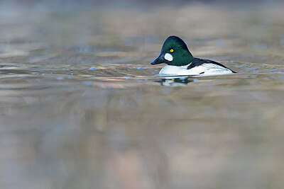 BUITEN BEELD Foto: 443621