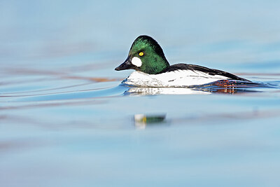 BUITEN BEELD Foto: 443623