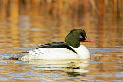 BUITEN BEELD Foto: 443624