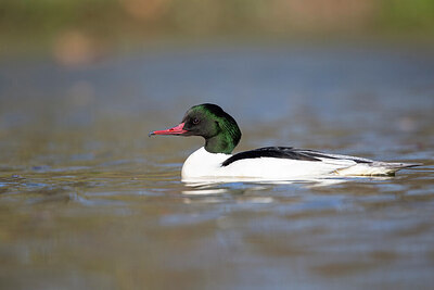BUITEN BEELD Foto: 443627