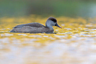 BUITEN BEELD Foto: 443637