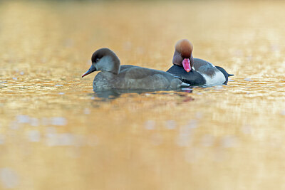 BUITEN BEELD Foto: 443642
