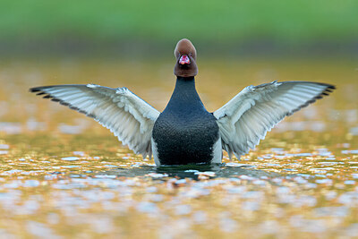 BUITEN BEELD Foto: 443644