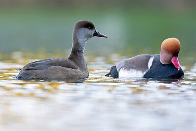 BUITEN BEELD Foto: 443648