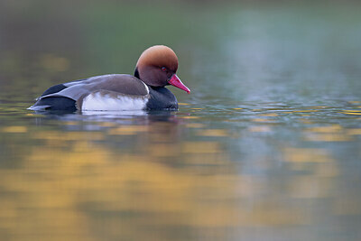 BUITEN BEELD Foto: 443649