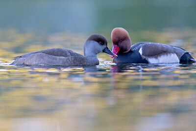 BUITEN BEELD Foto: 443650
