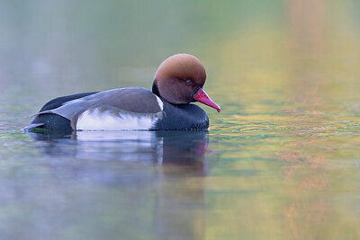 BUITEN BEELD Foto: 443654