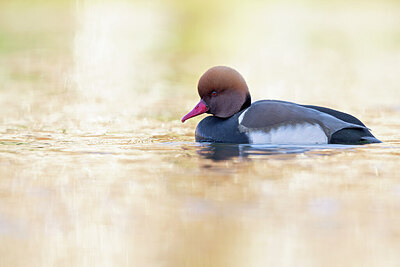 BUITEN BEELD Foto: 443655