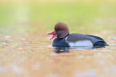 BUITEN BEELD Foto: 443656