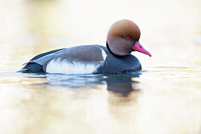 BUITEN BEELD Foto: 443657