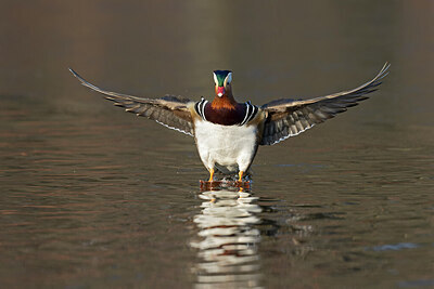 BUITEN BEELD Foto: 443658
