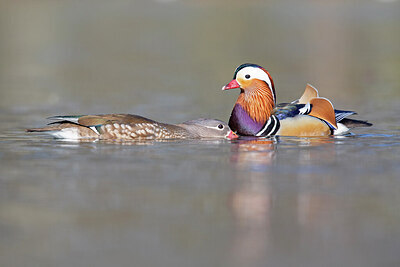 BUITEN BEELD Foto: 443661